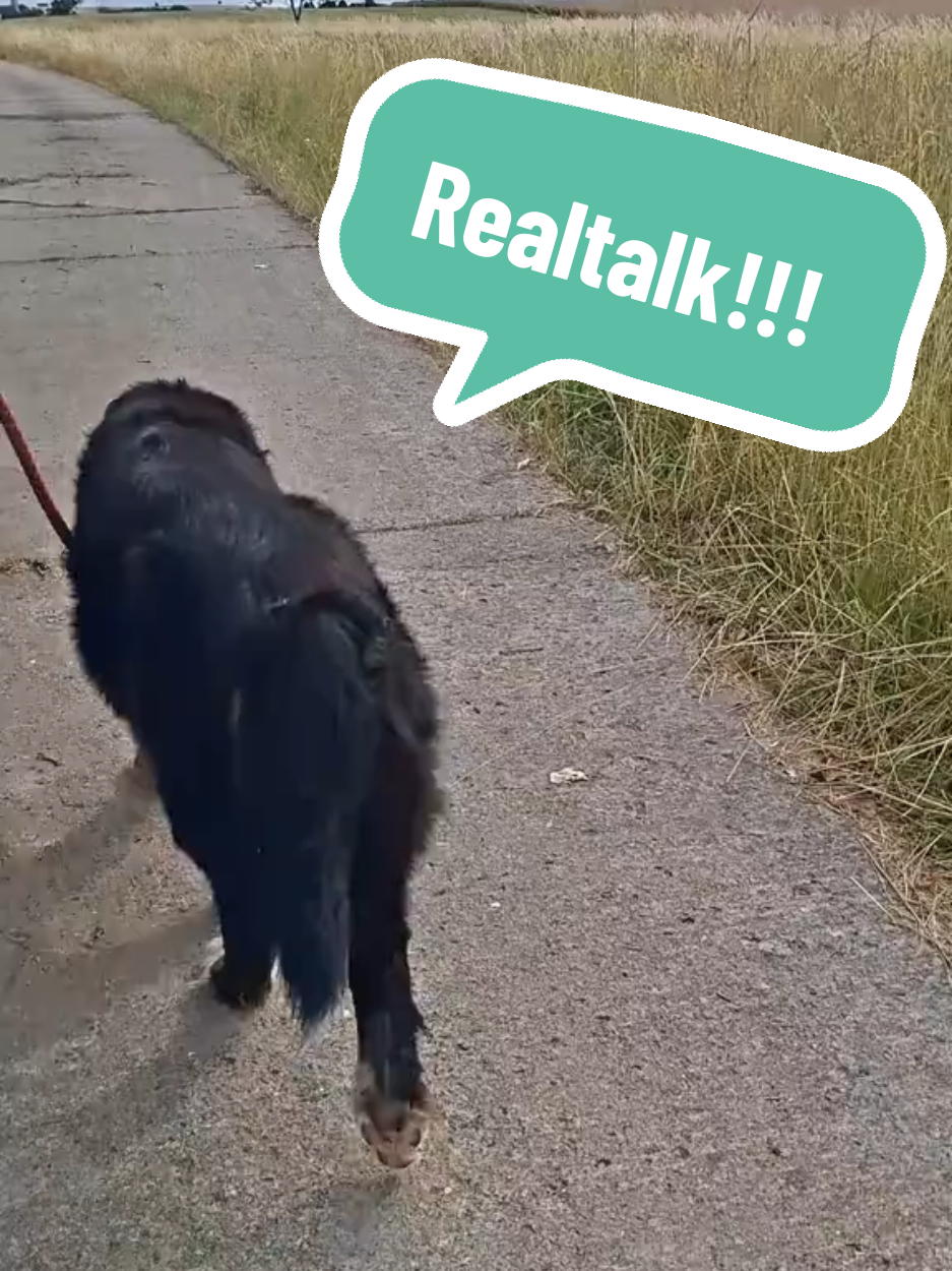 @BeagleTrifftBerner