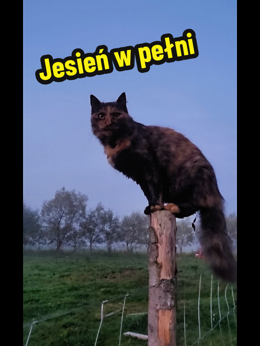 @Ania z Bieszczadzkiej Hecy🧀