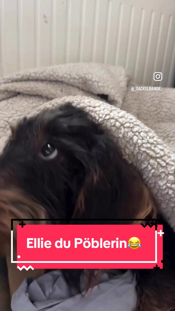 @_dackelbande_