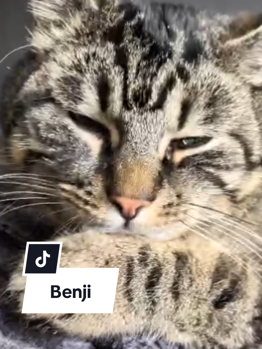 @sweetBenjiCat