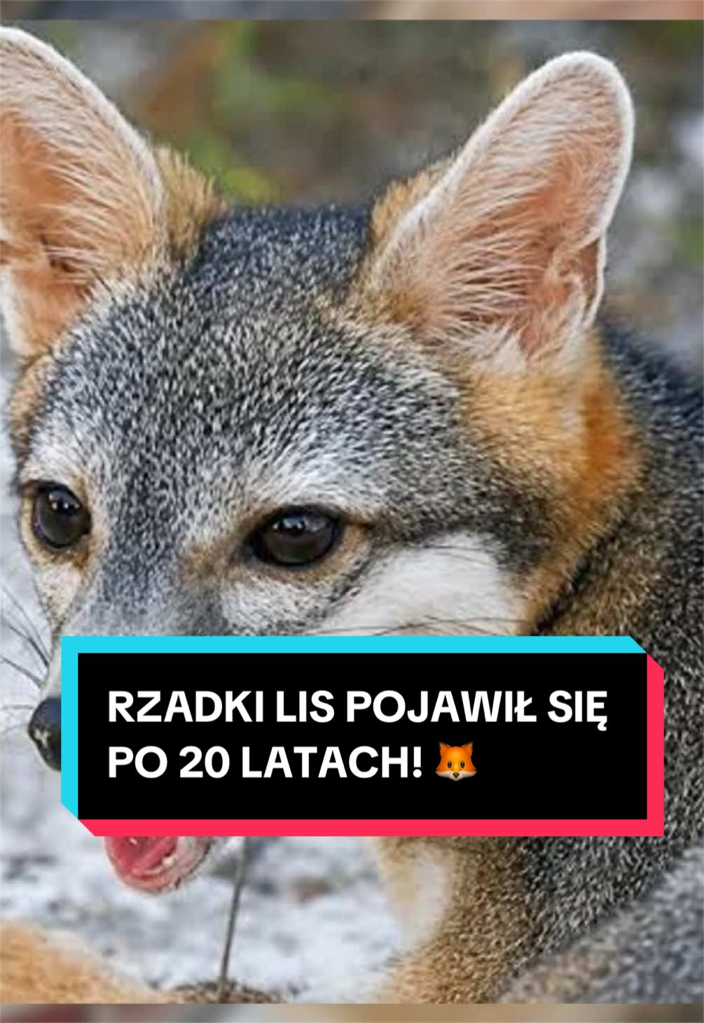 @pandawojtekyt