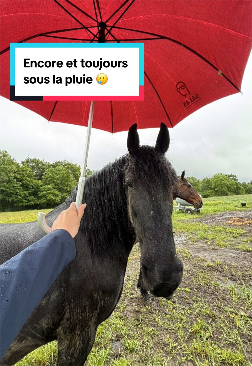 @mon poney pie