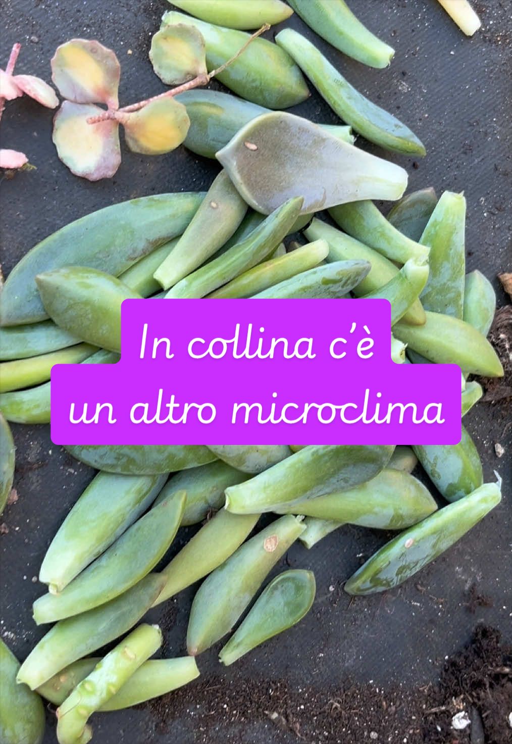 @piccole.spine.felici 🌵