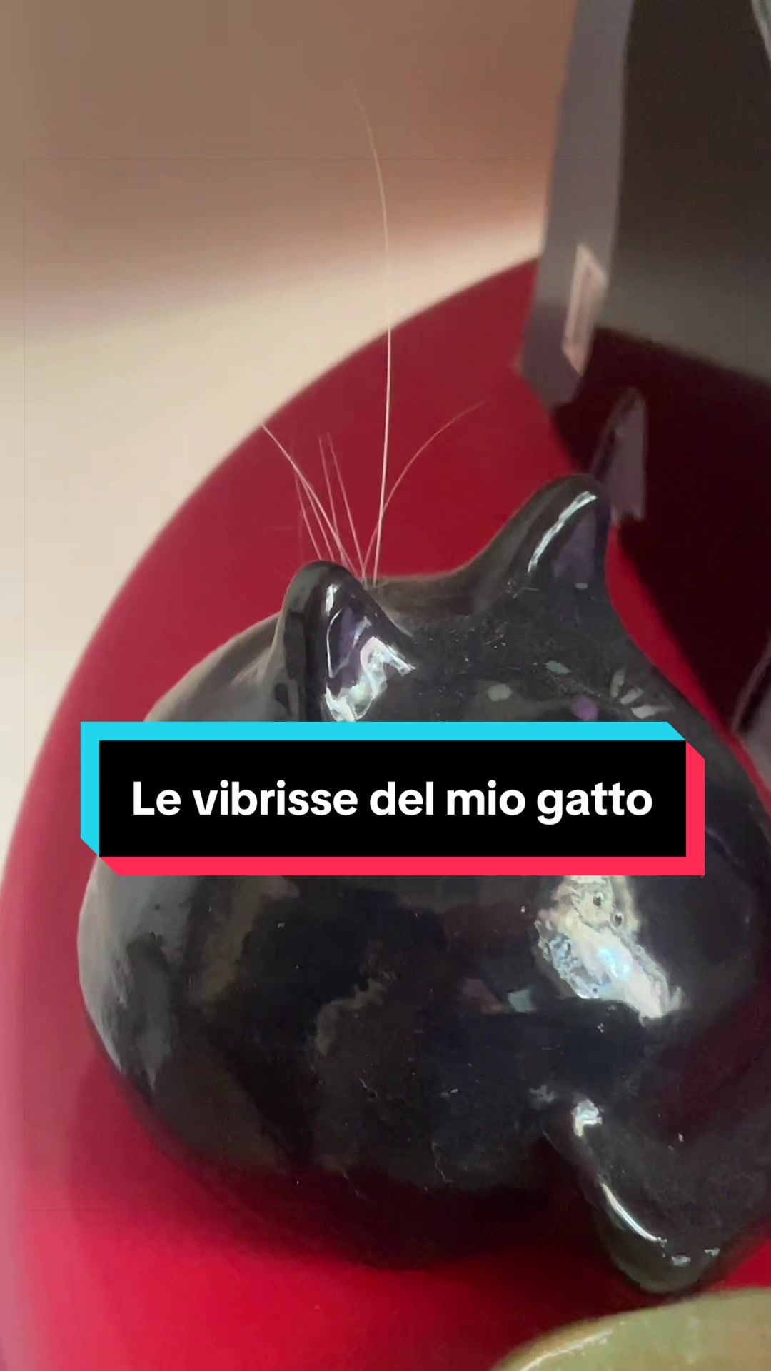 @Paolagemma Consulente Felina😻