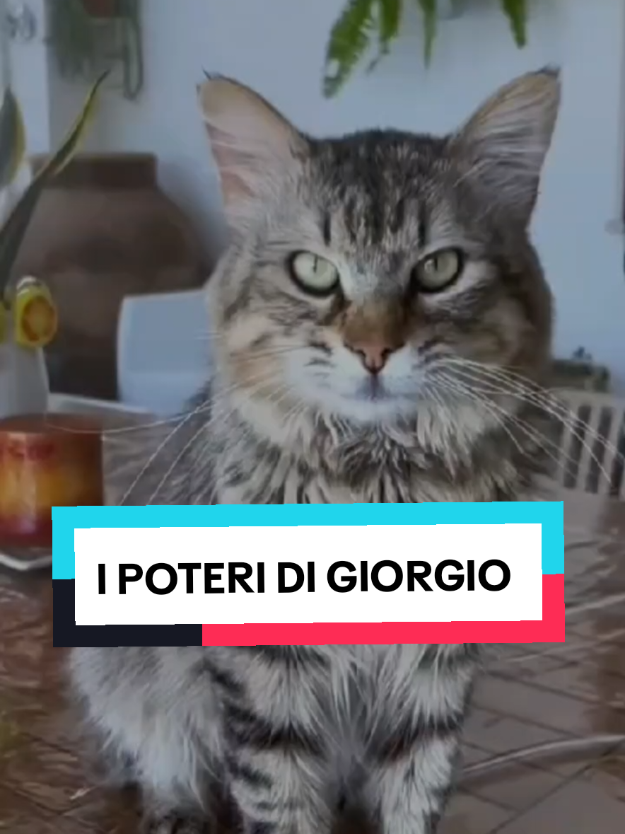 @Rita Tartaria