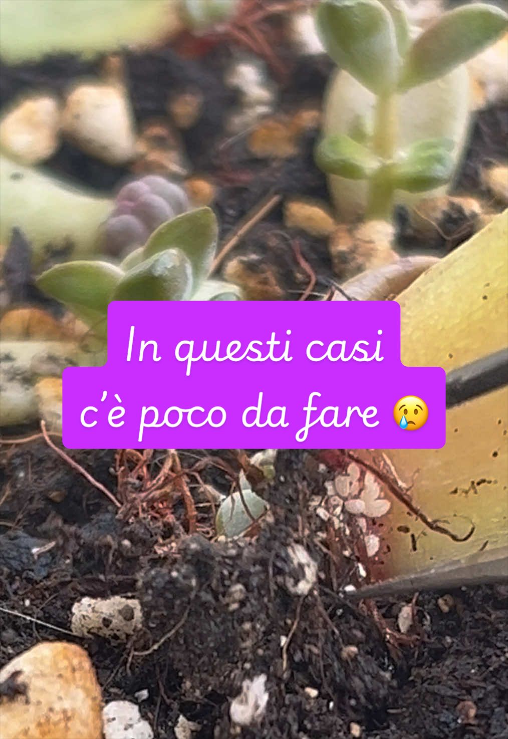 @piccole.spine.felici 🌵