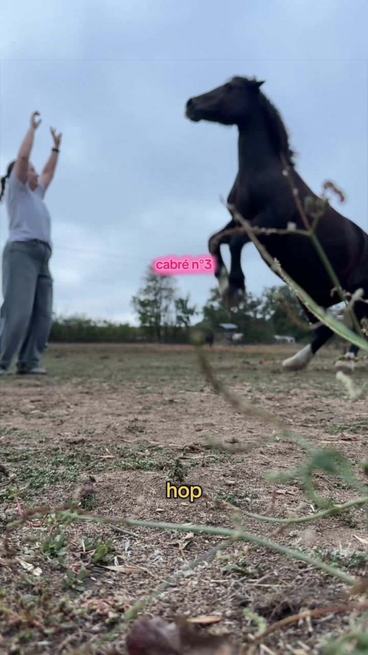 @Seren the pony 🐴