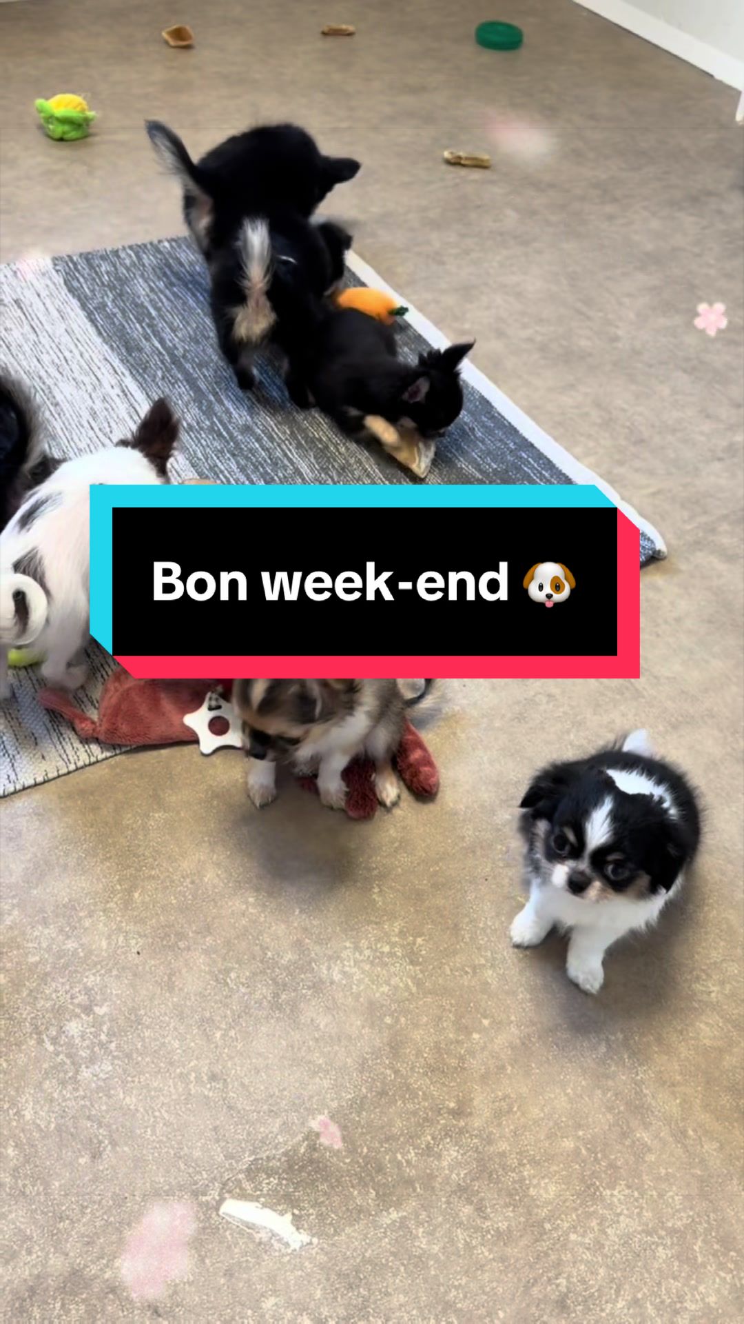 @óla_chihuahua