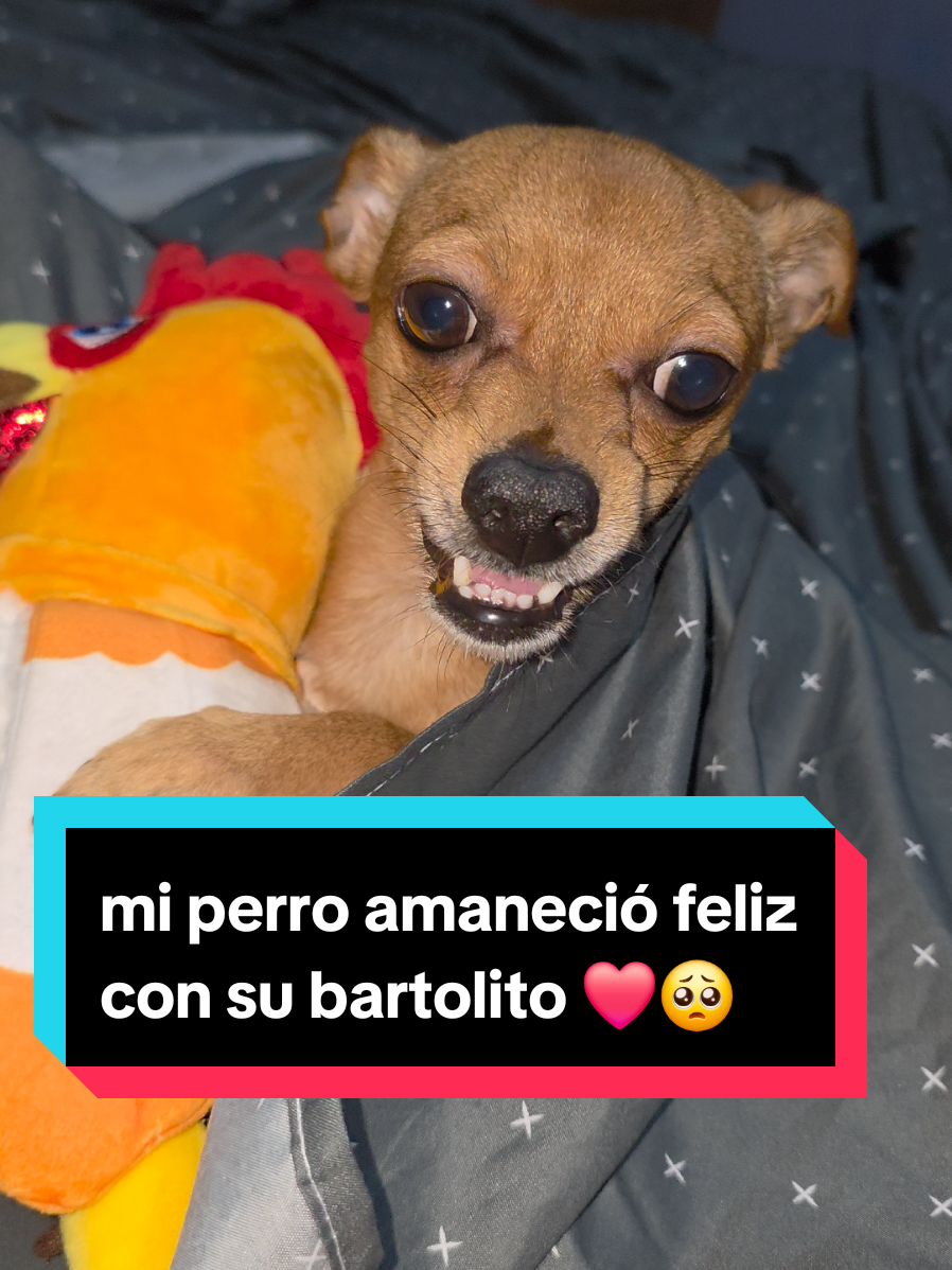 @coco el enoj&oacute;n 🐶 ❤️