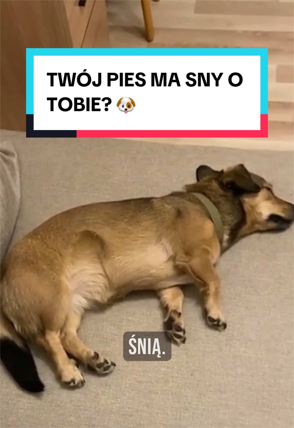 @pandawojtekyt