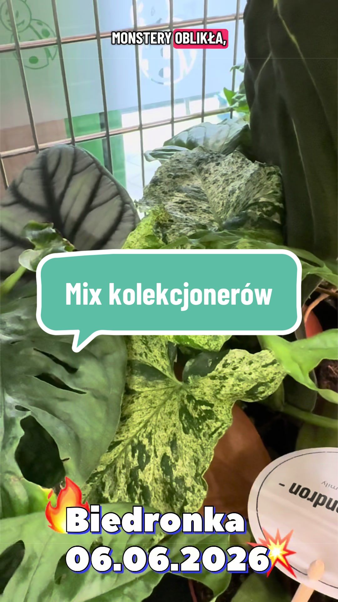 @maciej.plants