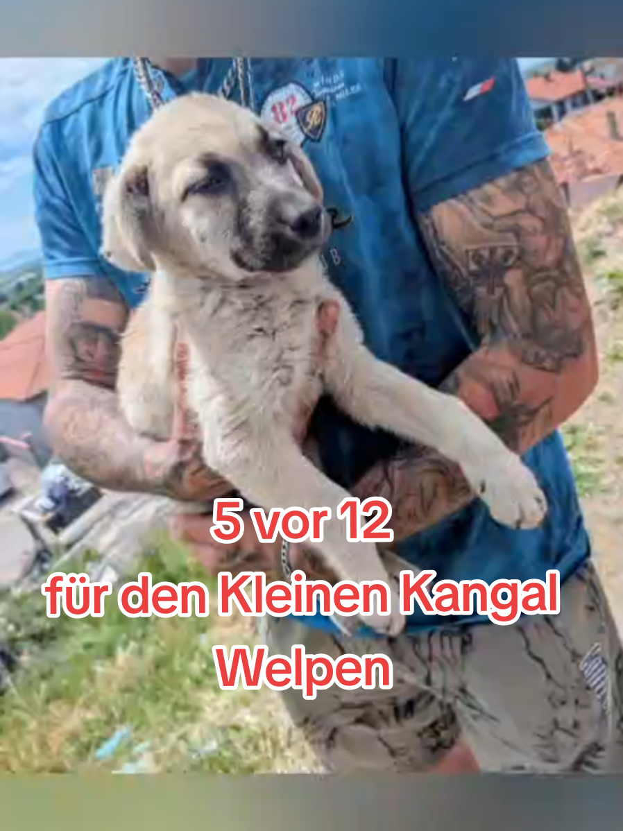 @ShelterBande