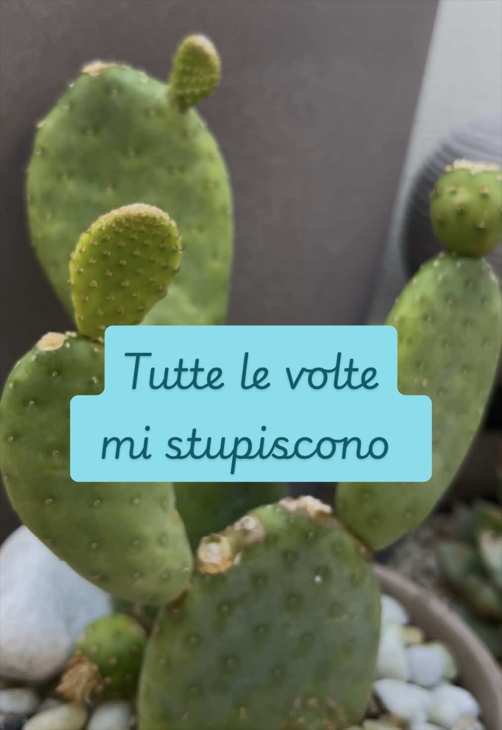 @piccole.spine.felici 🌵