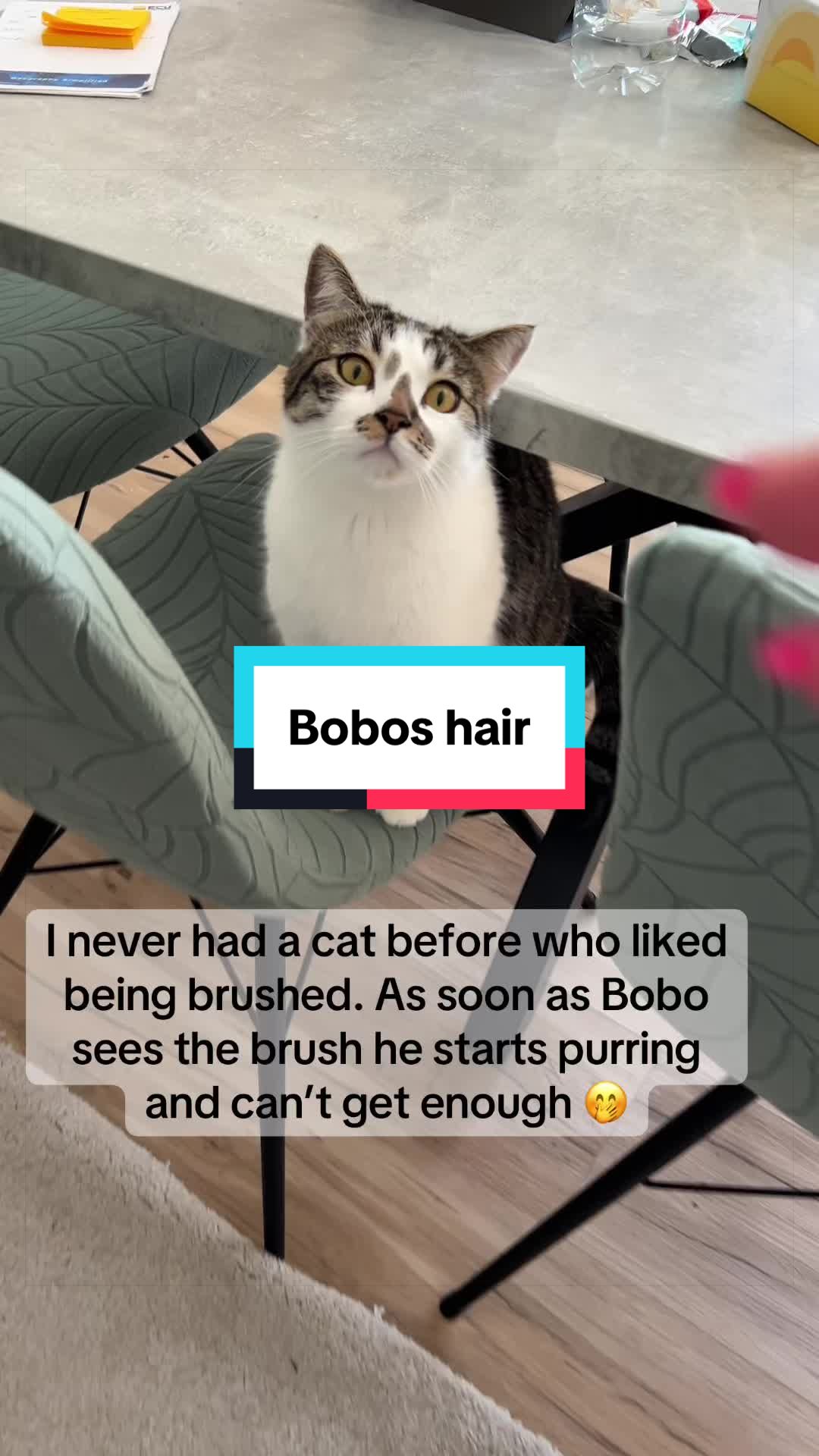 @Fibi & Bobo