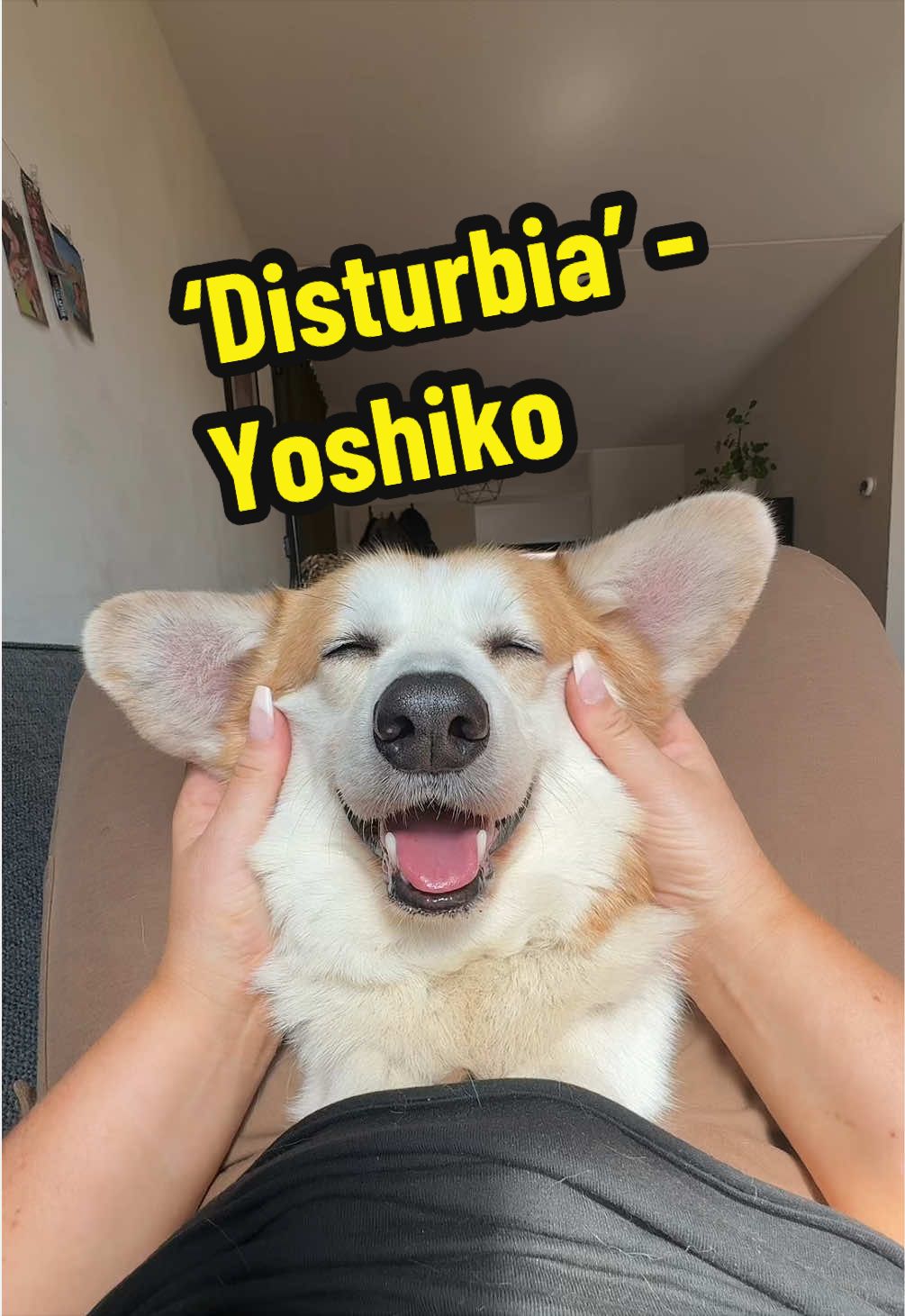 @Kickroll Corgi Charlie 🐶🚀
