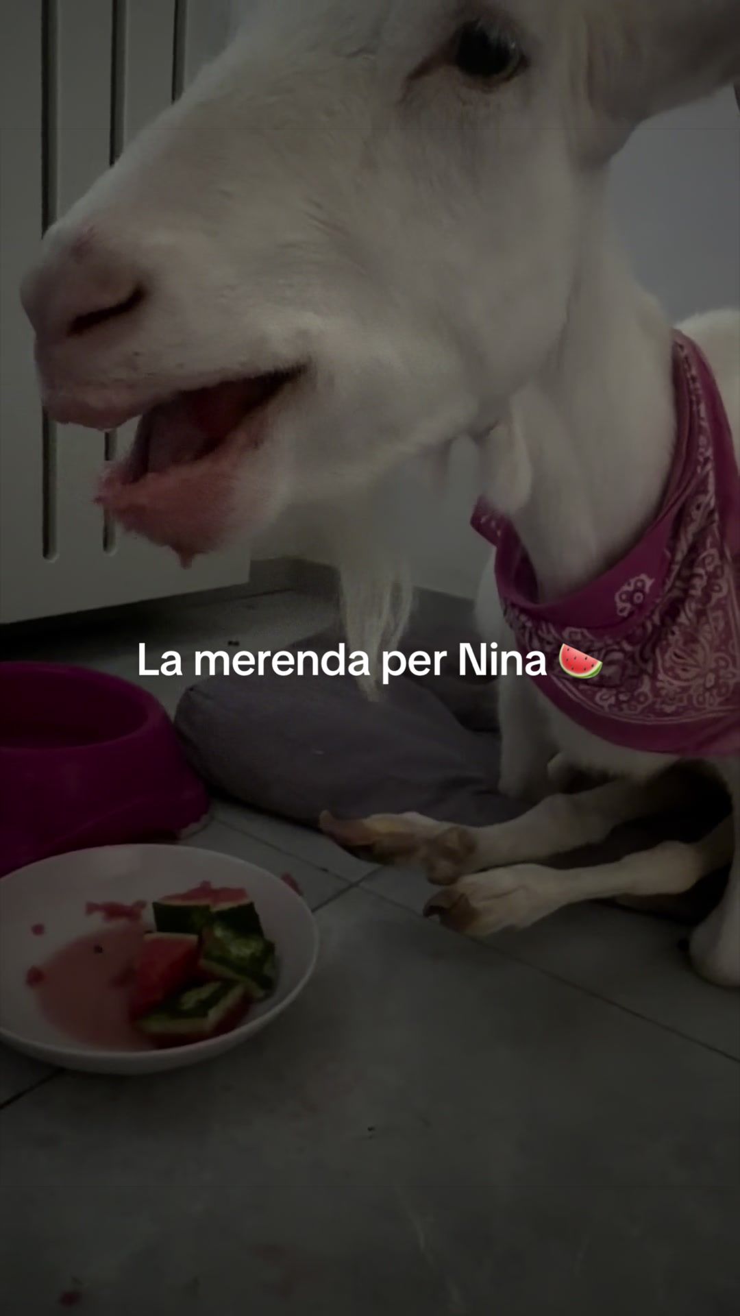 @bianca.e.nina