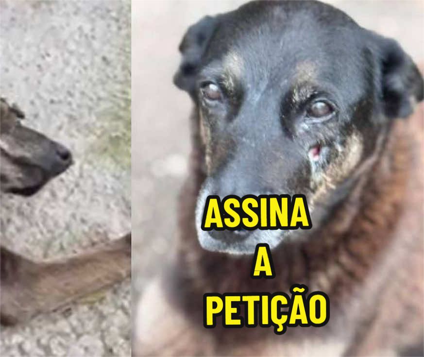 @Elisabete Silva