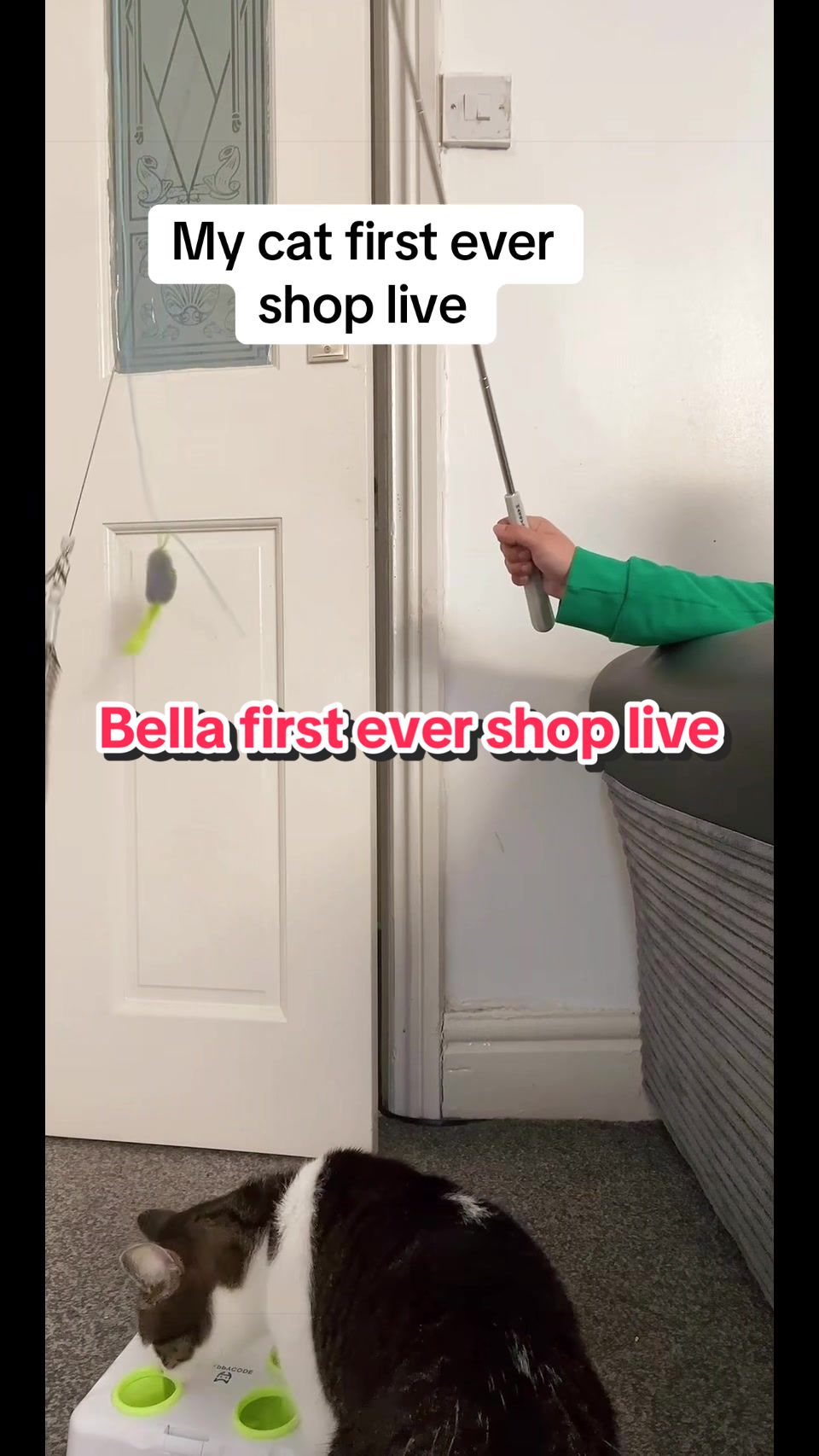 @🦁💚Mehnaz/Bella cat💚🦁