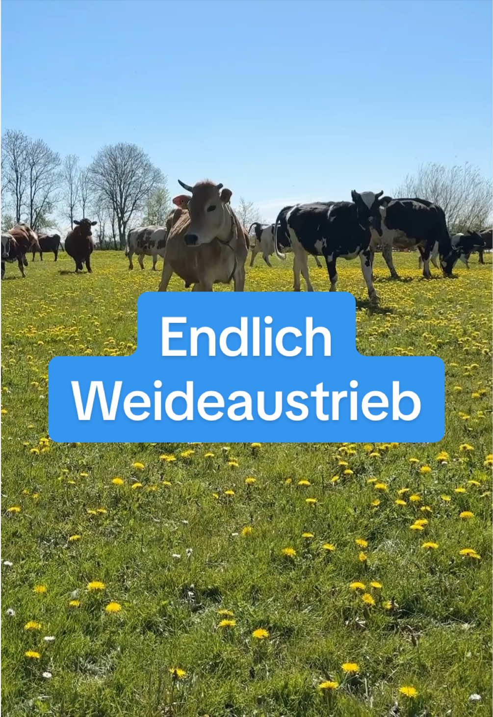@Ostfriesen-Zeitung 🗞️