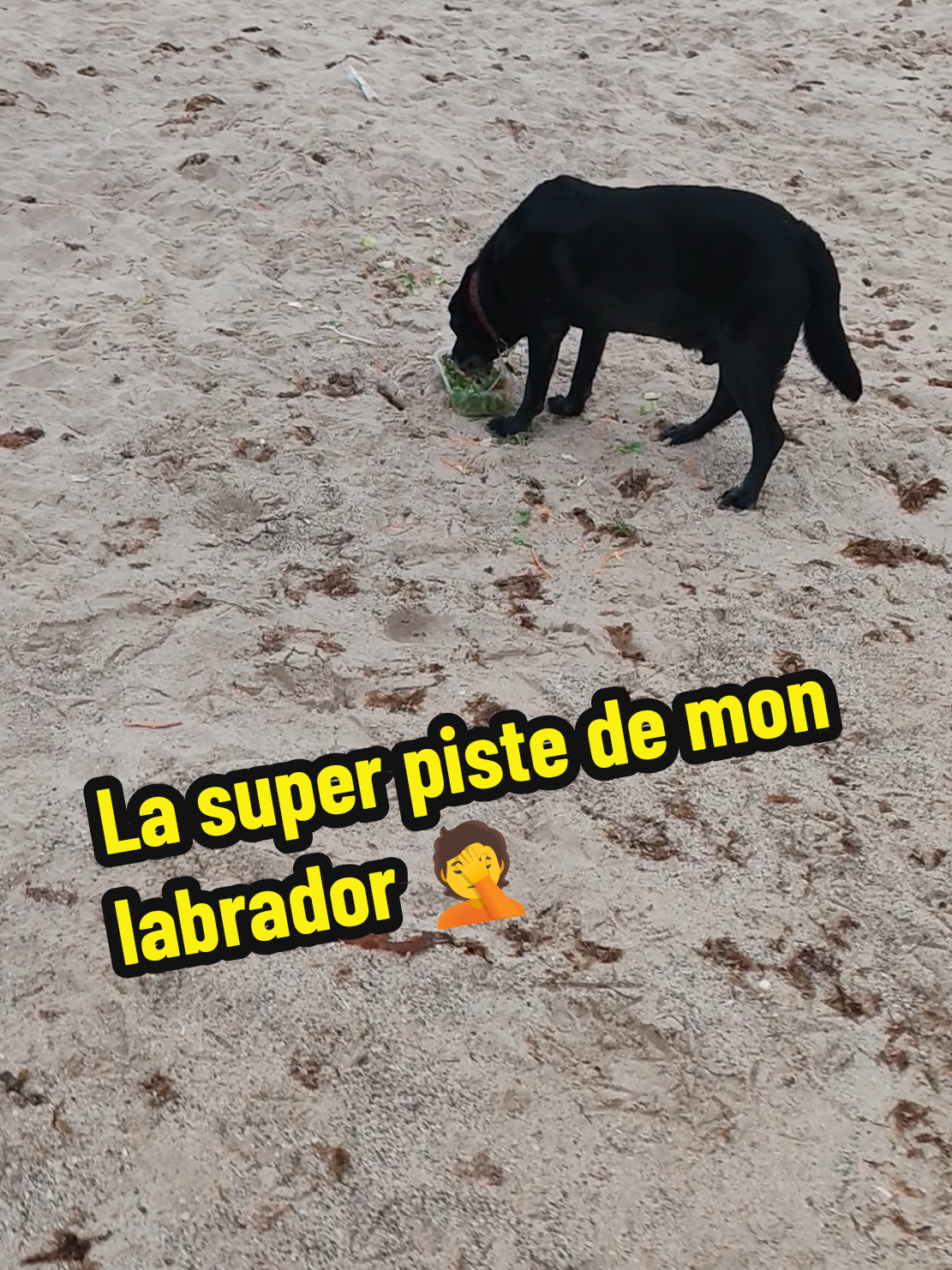 @Avec mes âmes libres