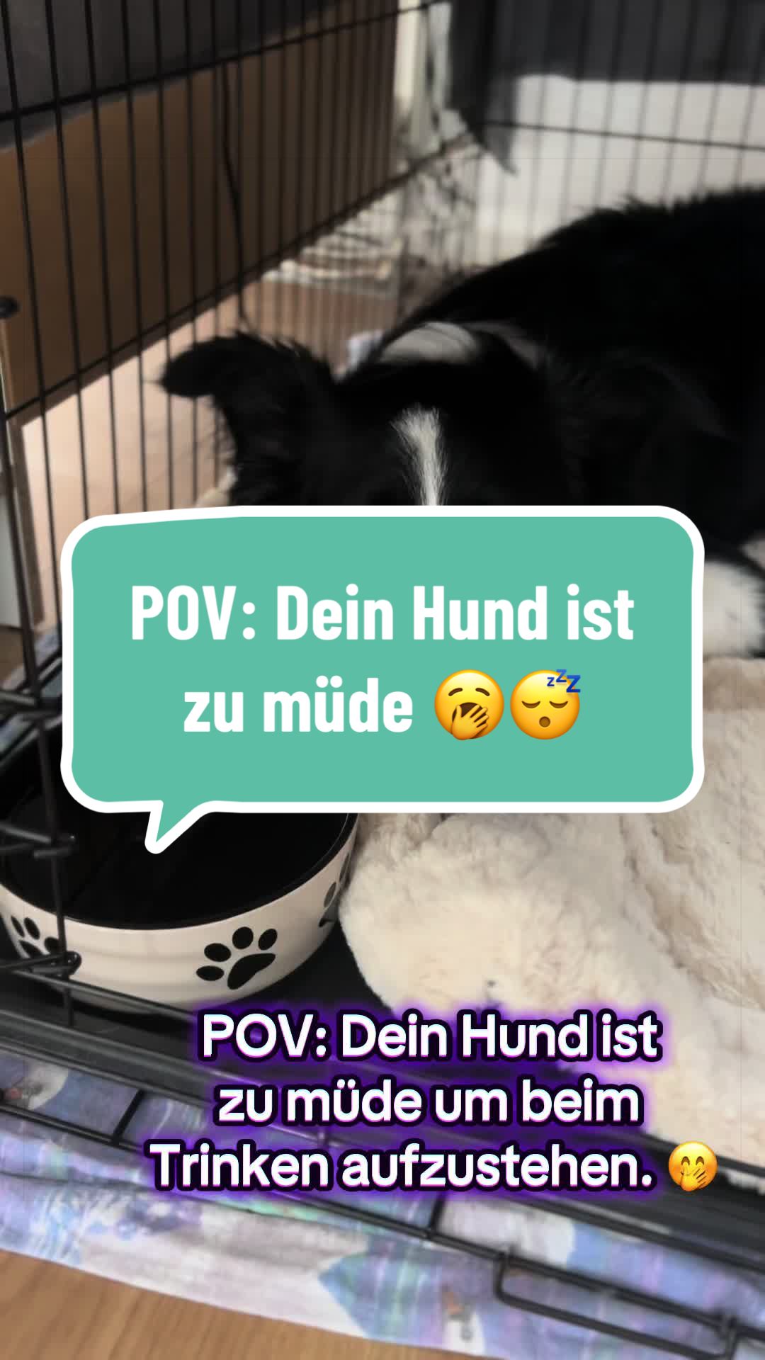 @ELAS.PET.DIARY