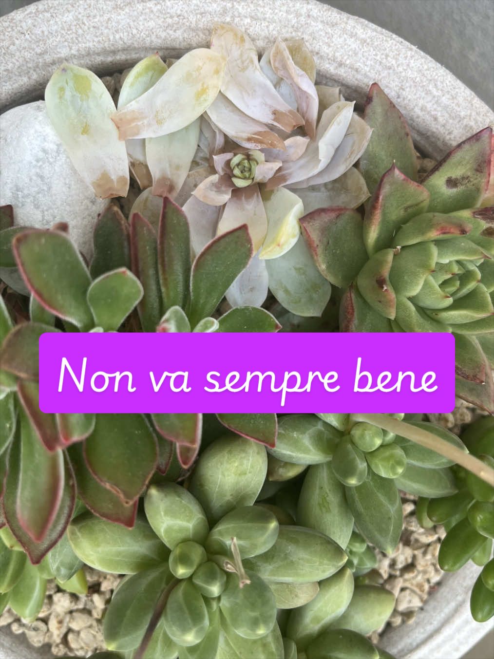 @piccole.spine.felici 🌵