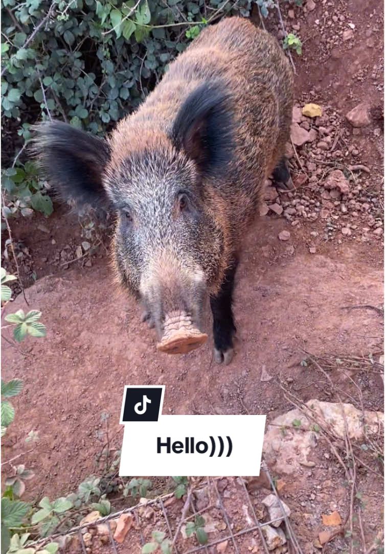 @Cute Boars