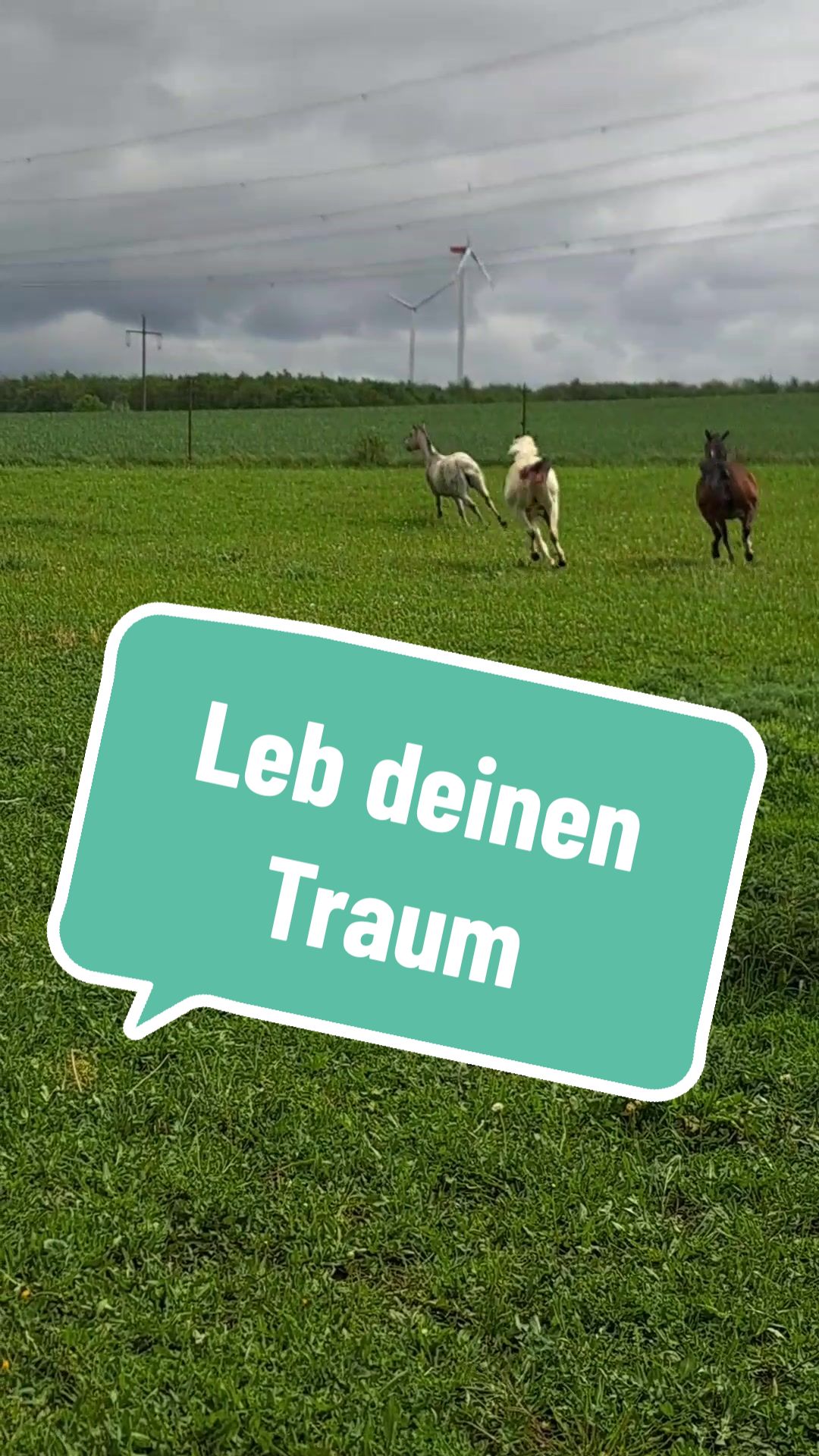 @Farbklecks Pferde