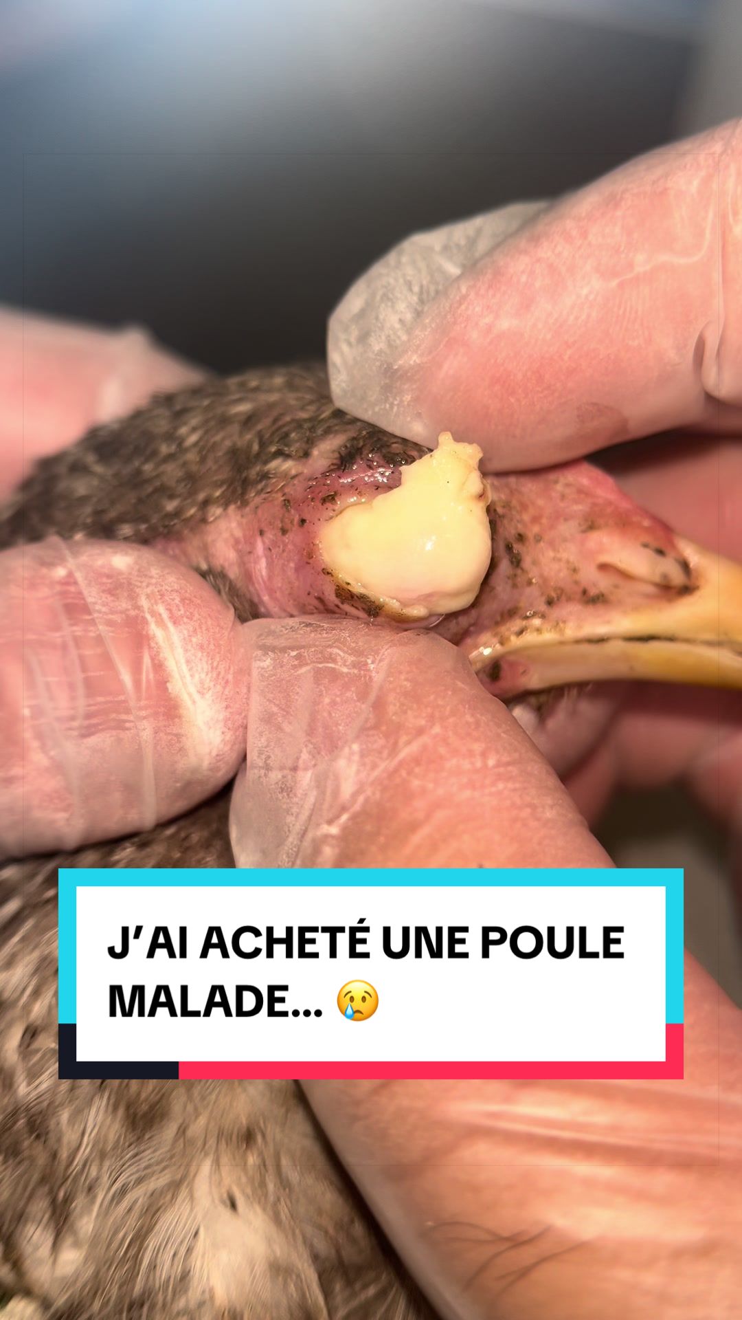 @Les Animaux d&rsquo;Allan