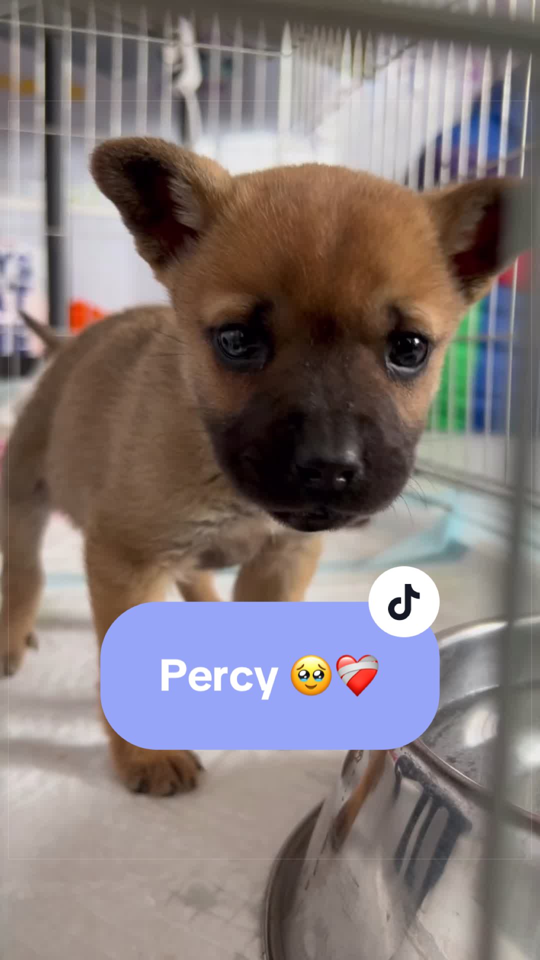 @Tierseelen 🐕