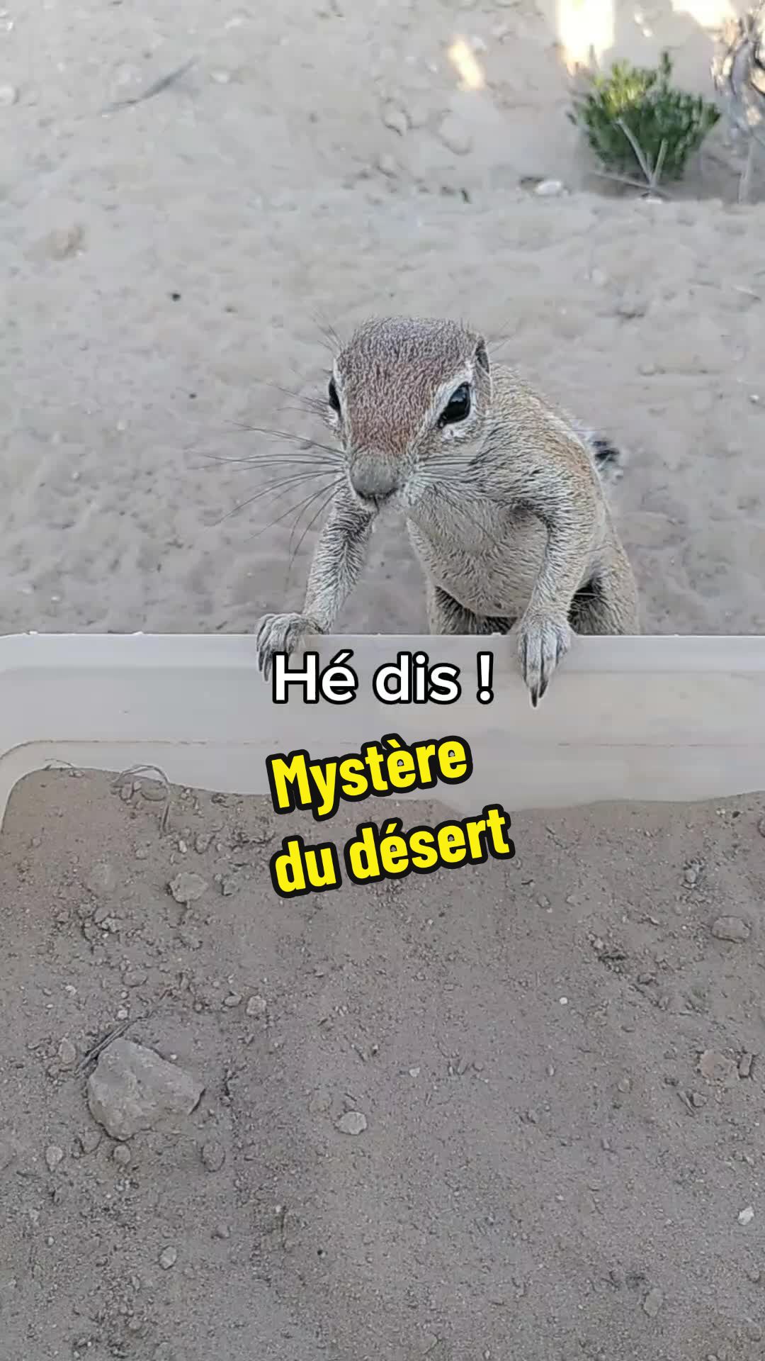 @Lysemna