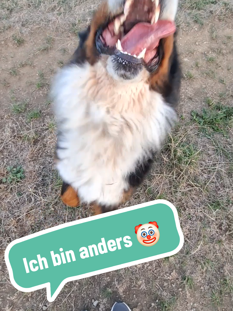 @BeagleTrifftBerner