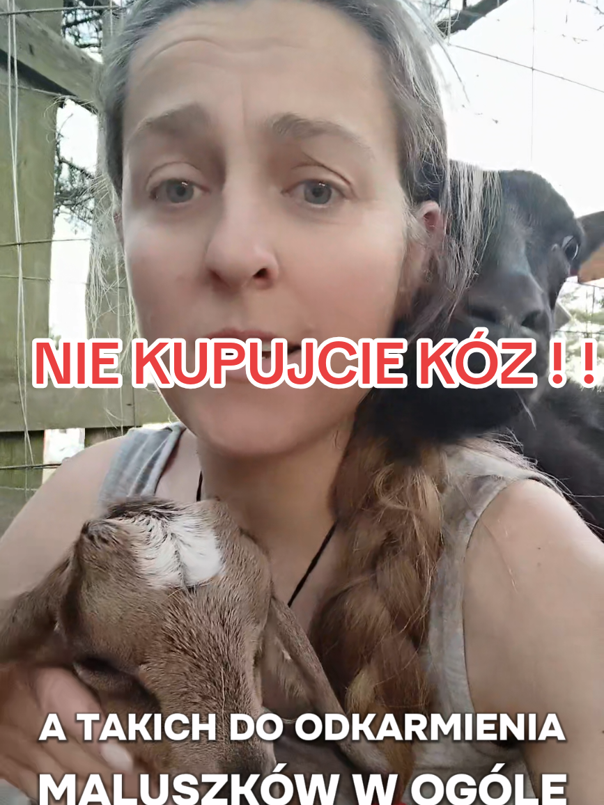 @Makowa Koza - sery z Kociewia