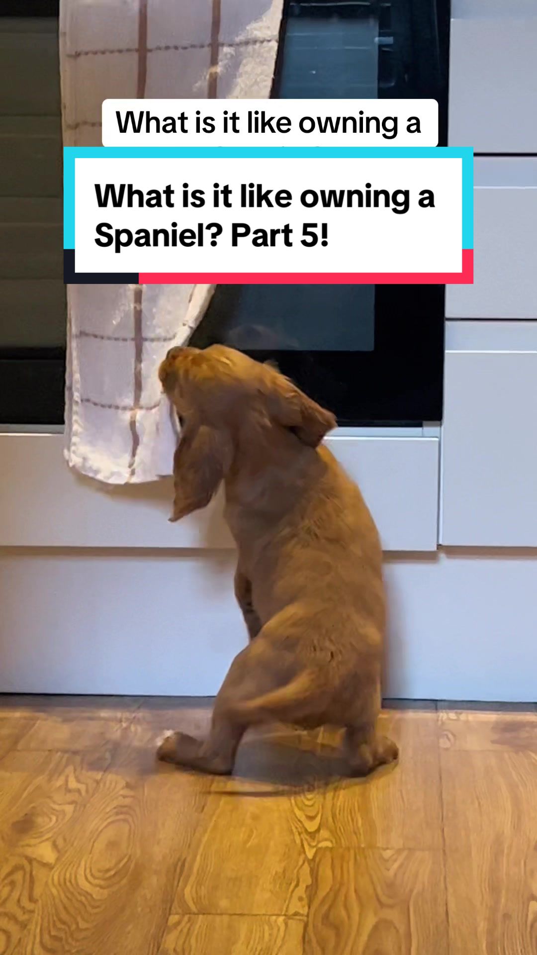 @Spaniel Explorers