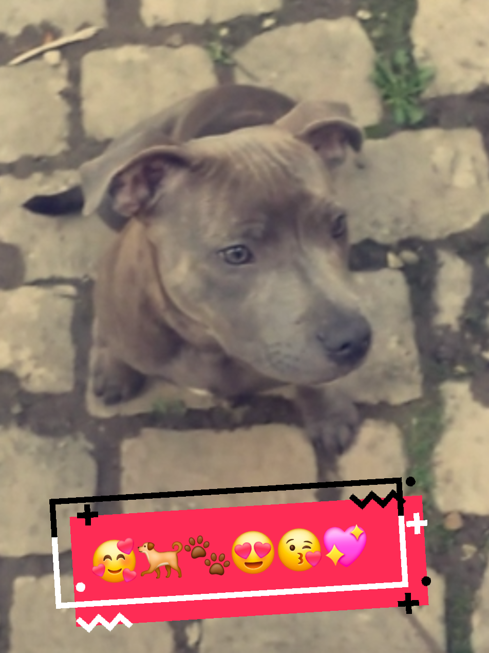 @RIMA et sa tribu 🐶🐱🐱🐱