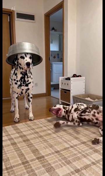 @meinlebenhatpunkte 🐕🐕