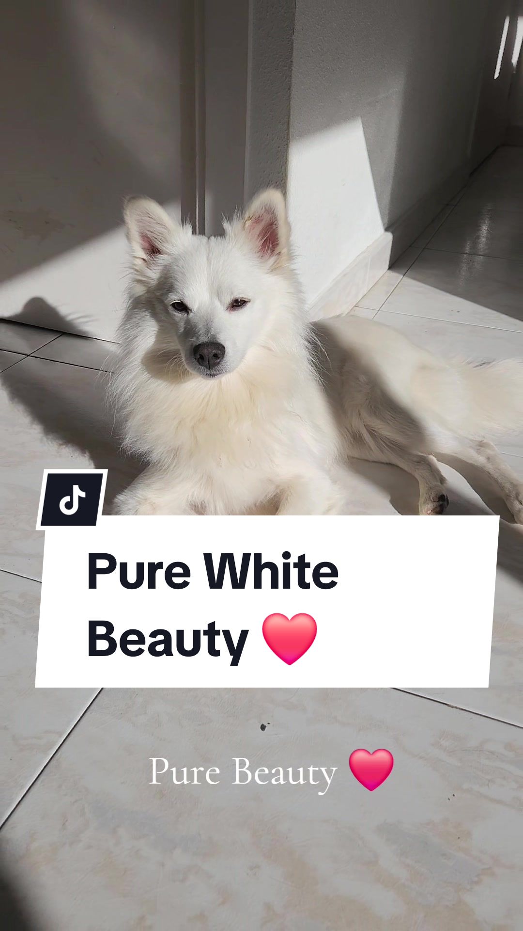 @TheWhitePrince👑