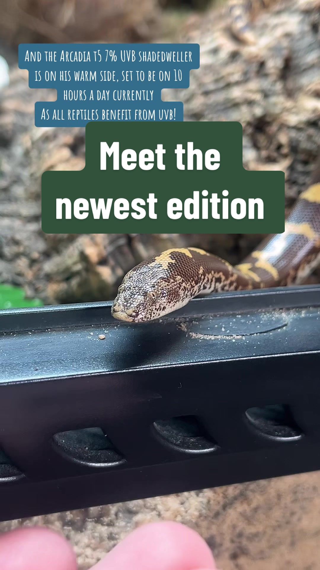 @Rosie&ensp;🖤🐍🦎🕷️