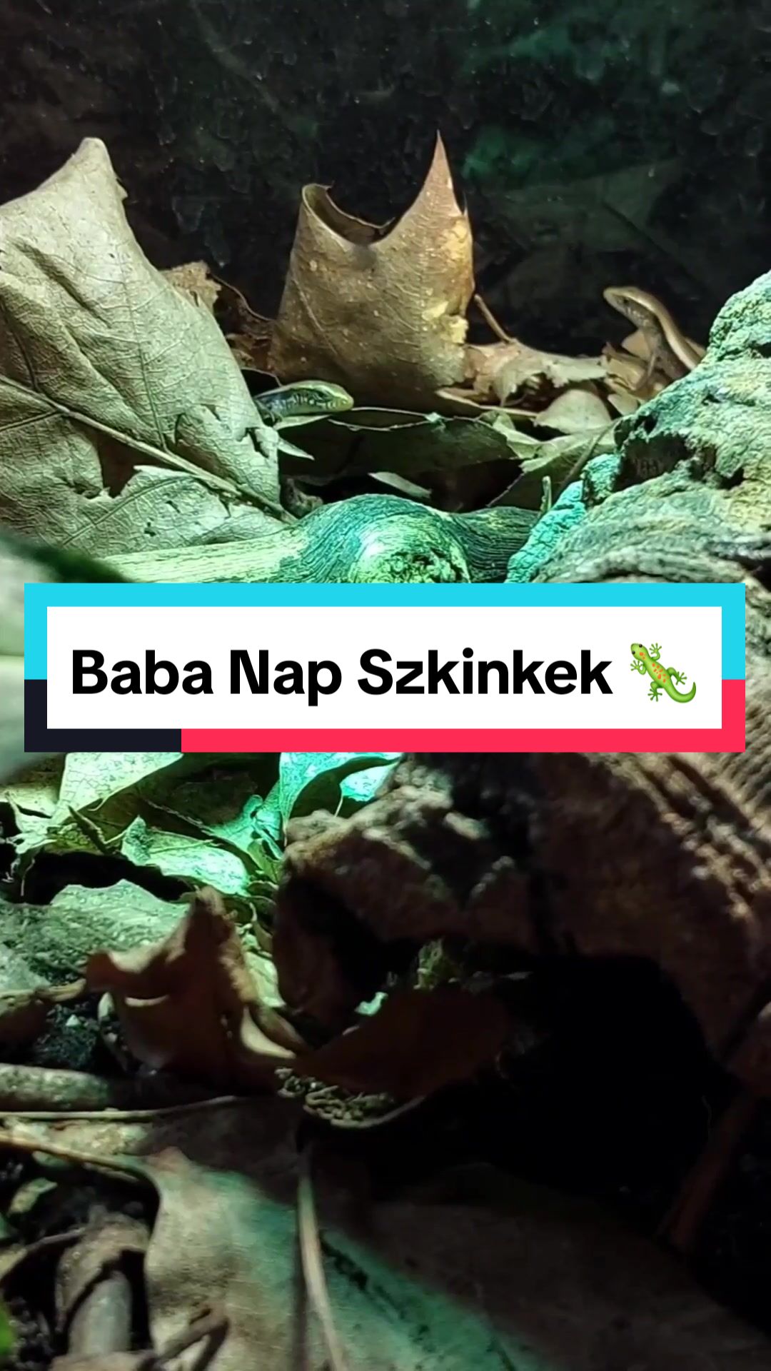 @Milu a Gekk&oacute;s 🦎