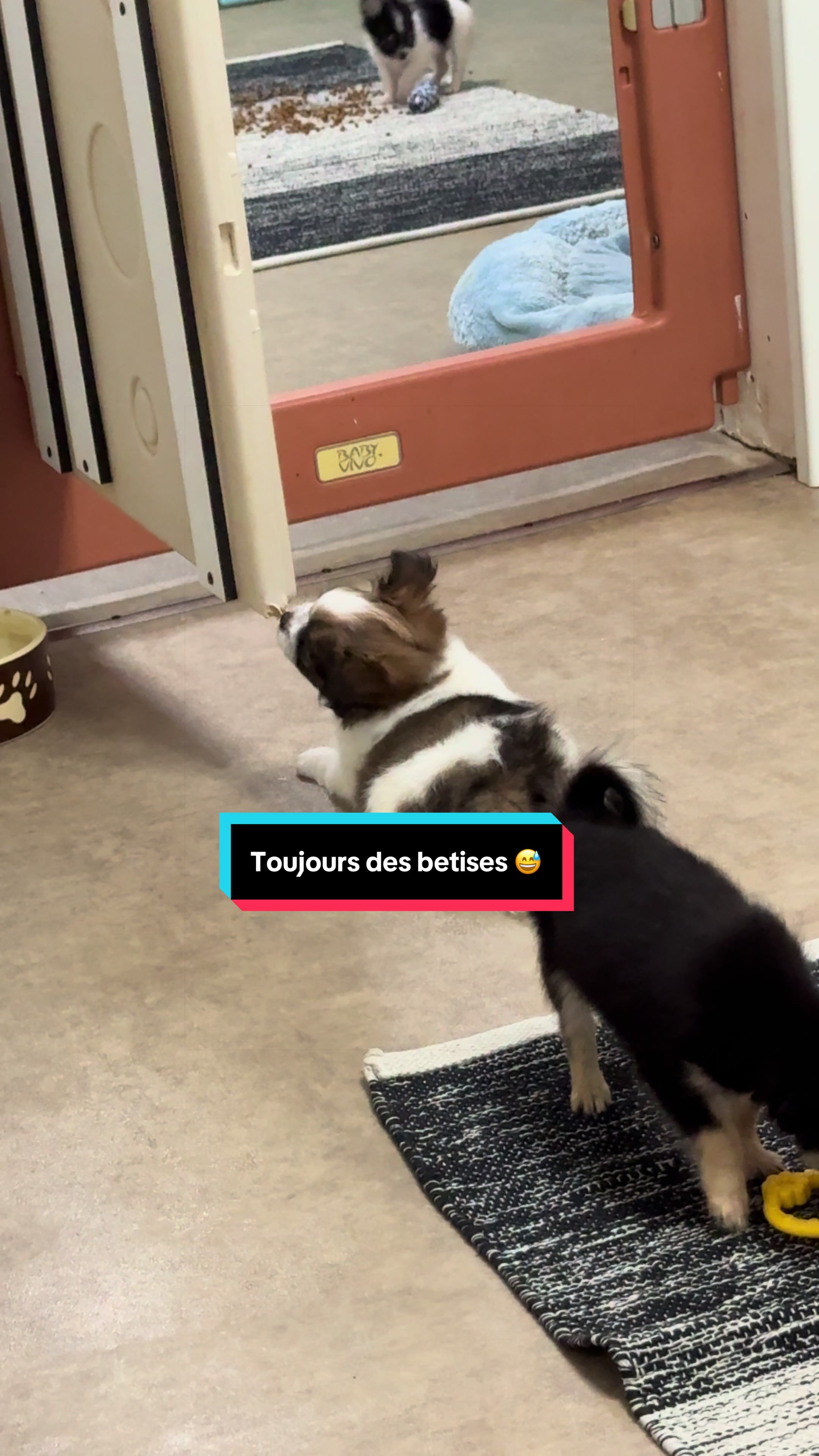 @óla_chihuahua