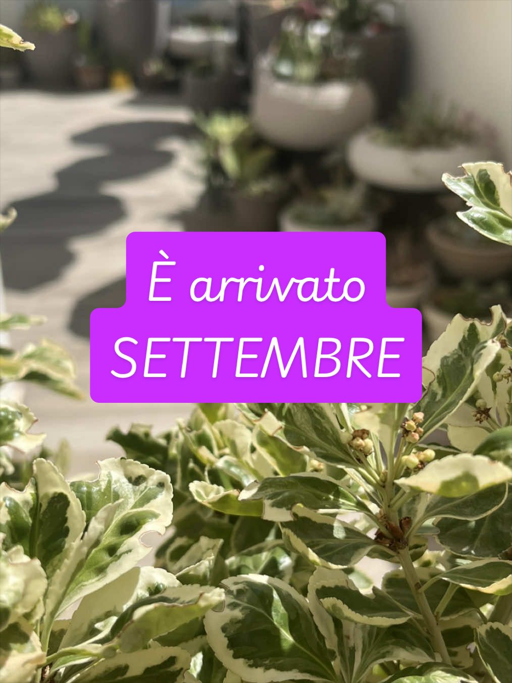 @piccole.spine.felici 🌵