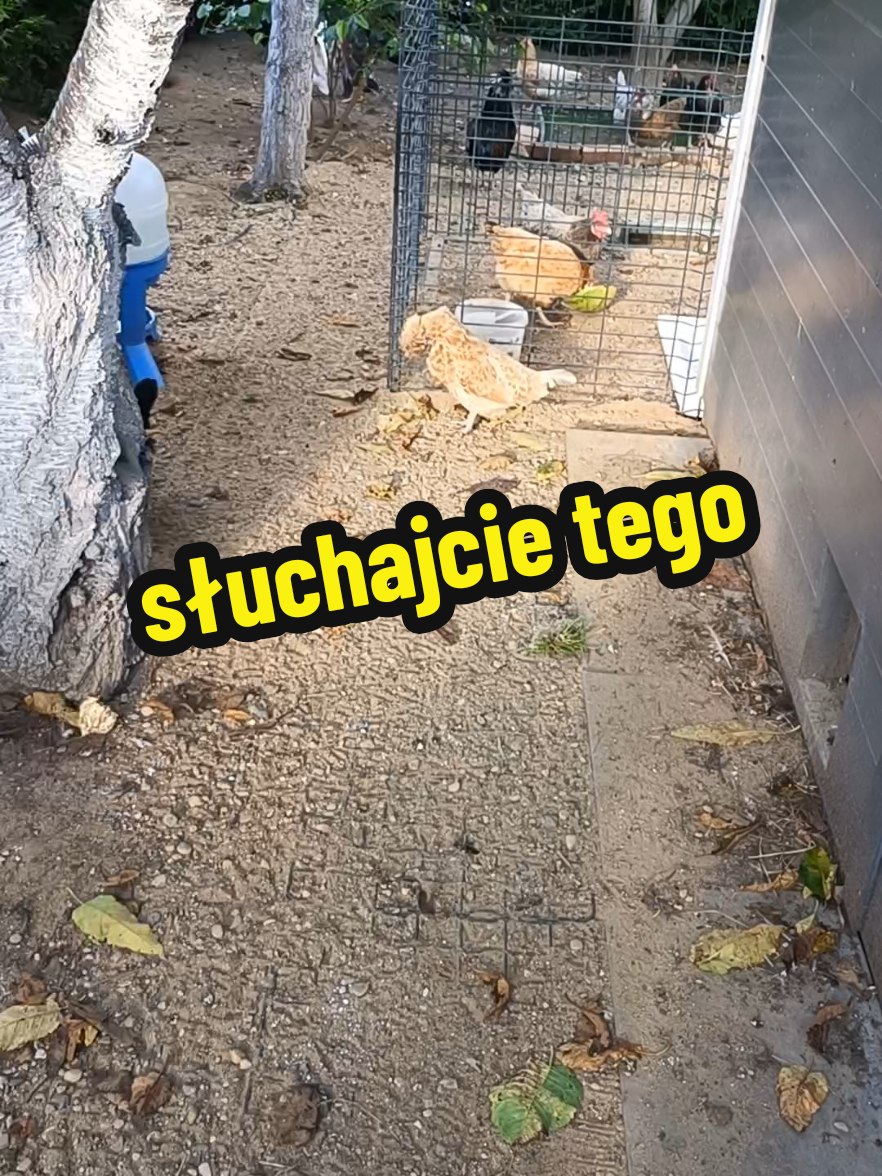 @Marcin ogrodnik