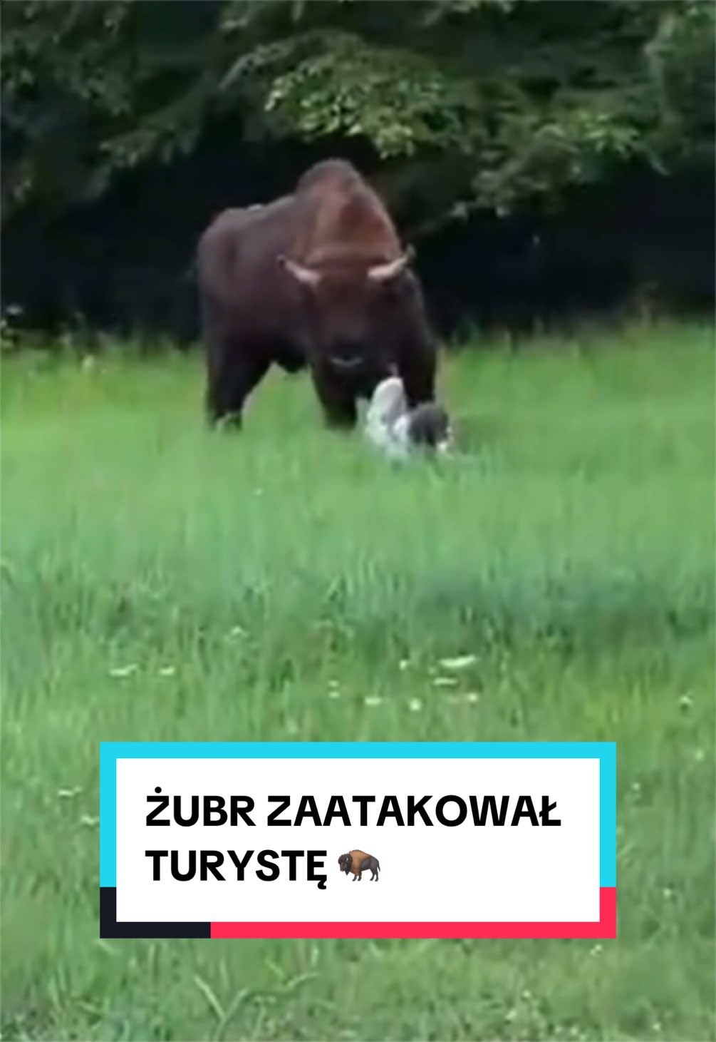 @pandawojtekyt