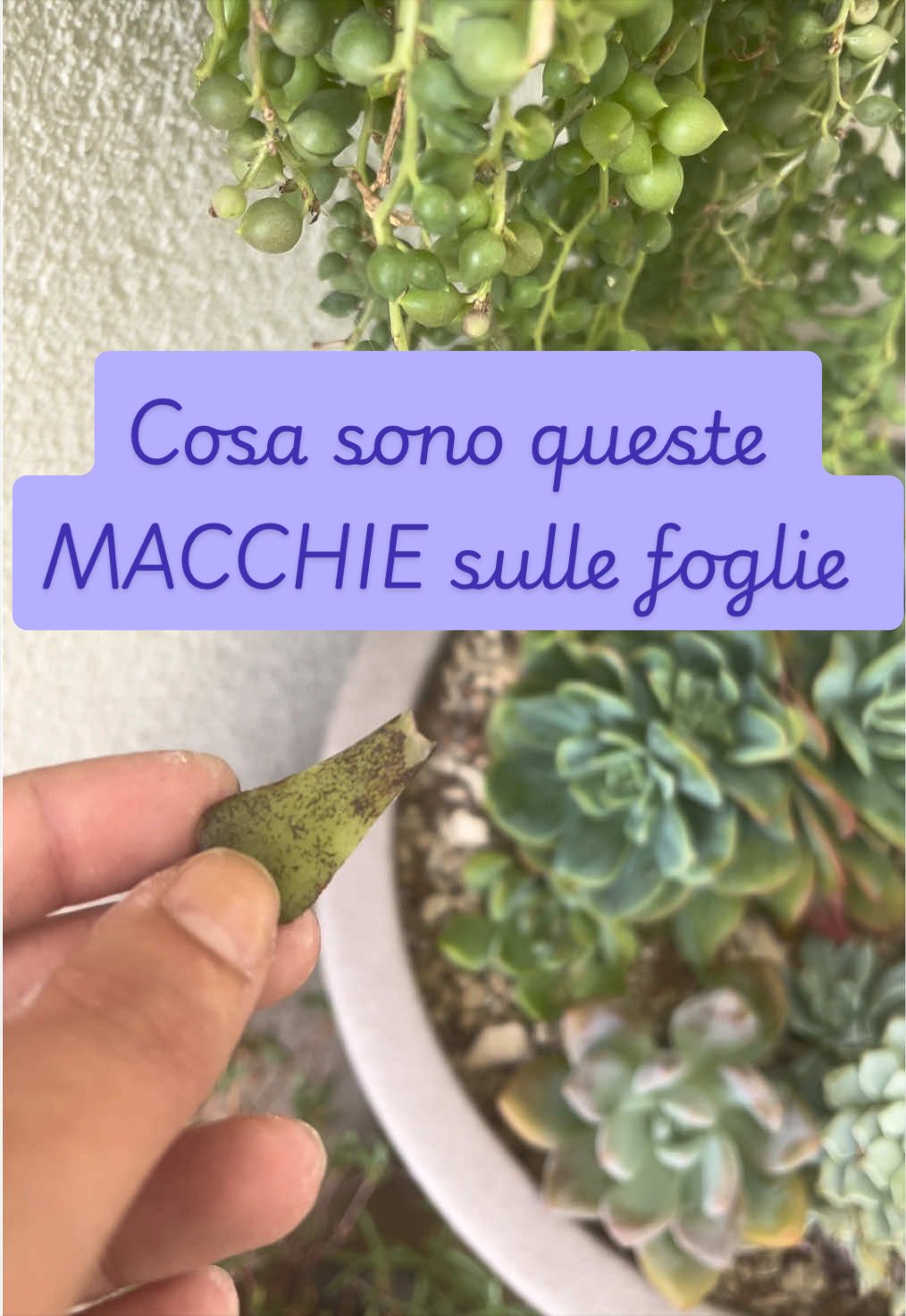 @piccole.spine.felici 🌵