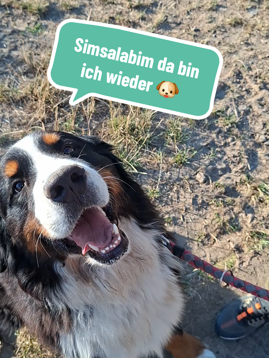 @BeagleTrifftBerner