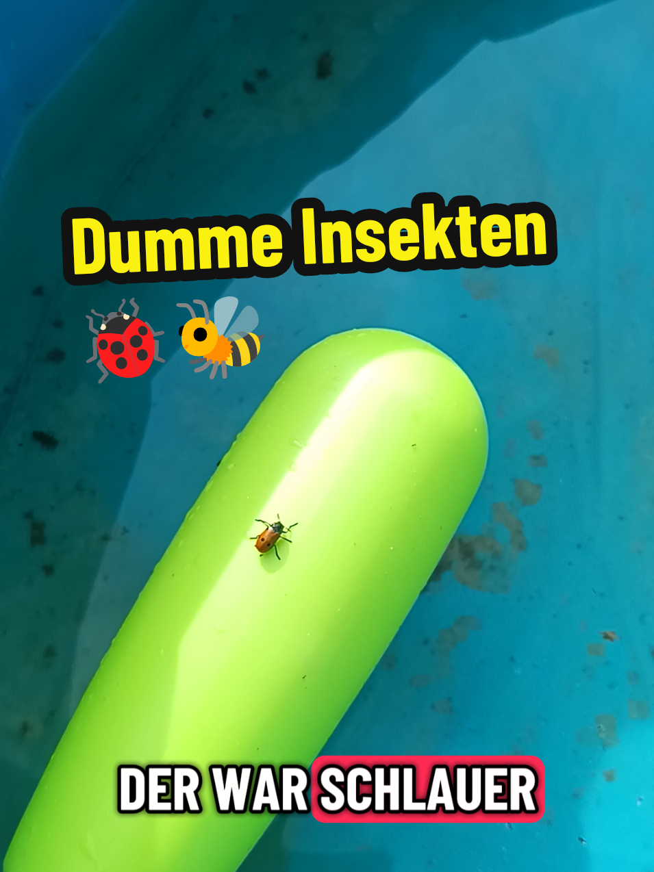 @berndout