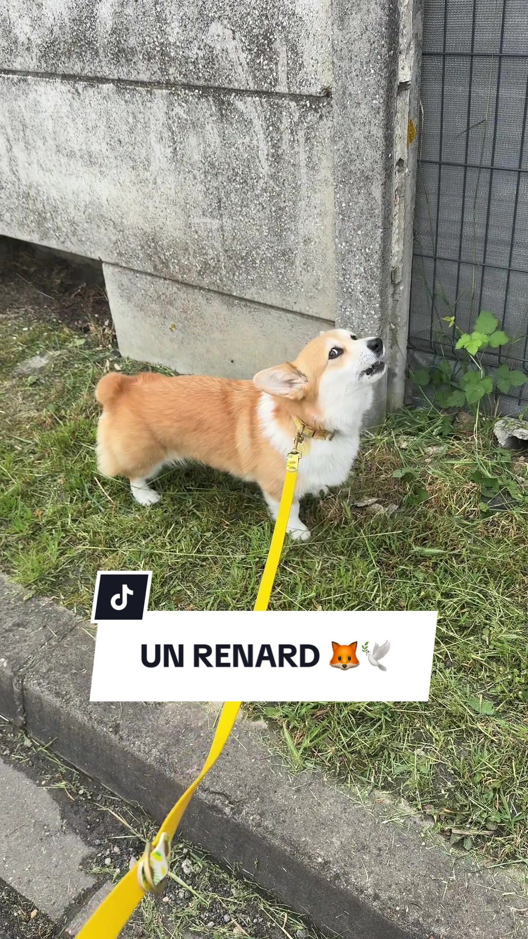 @Lemon 🍋 Corgi