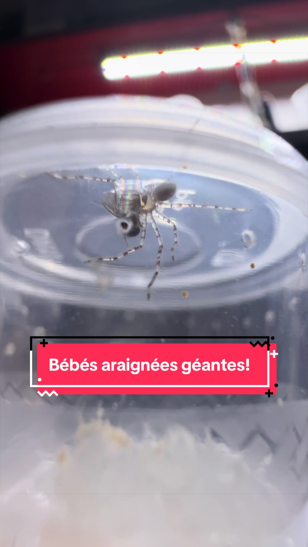 @Rock_n_insectes