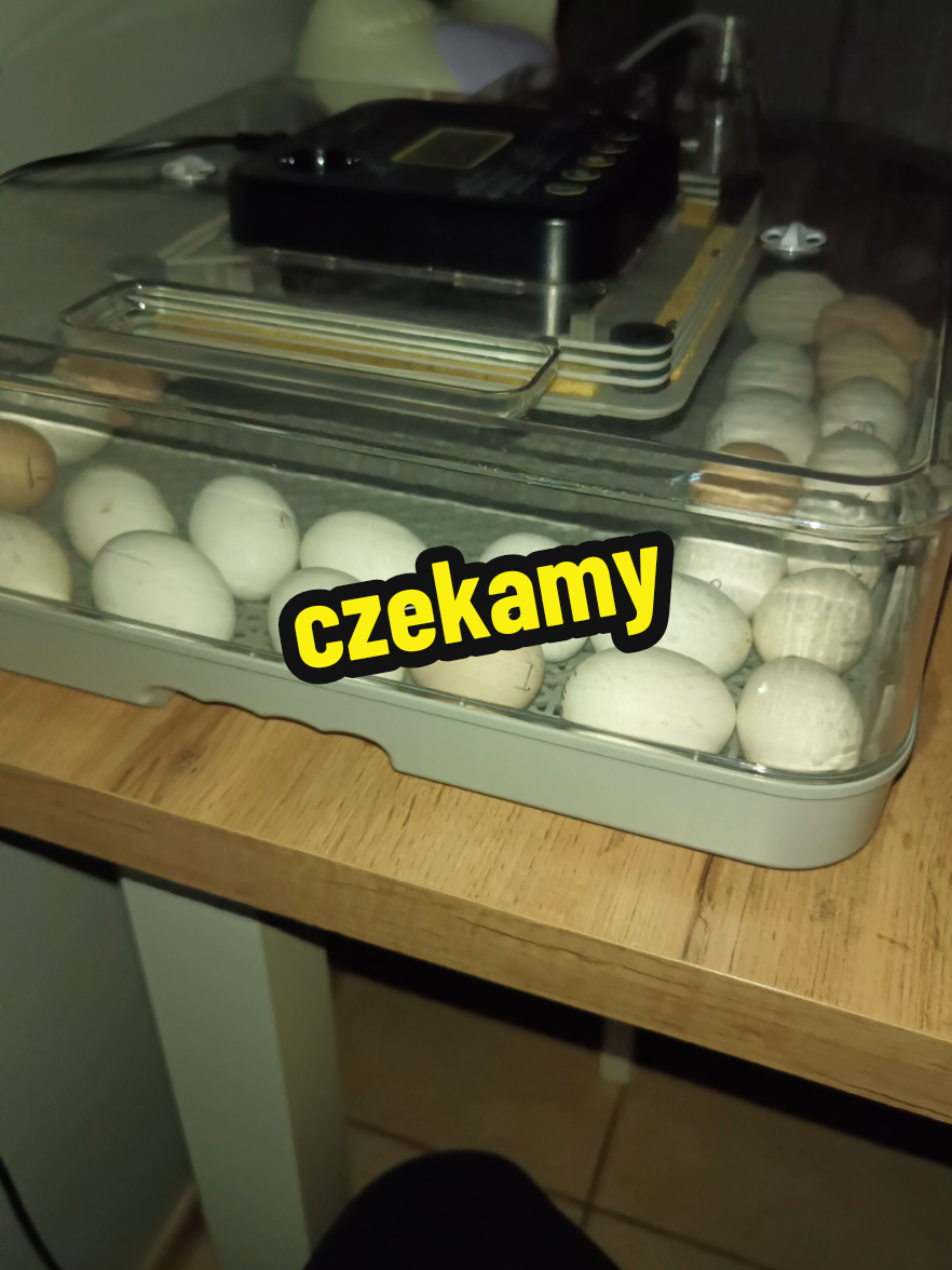 @Marcin ogrodnik