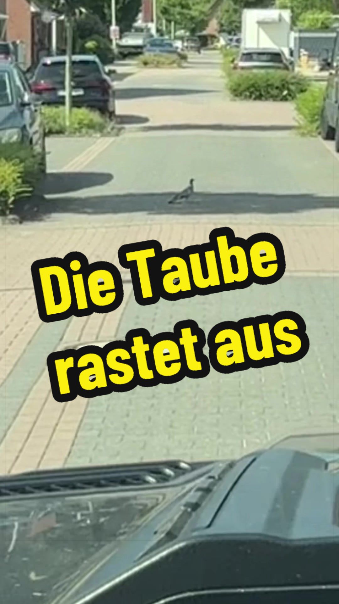 @Verkehrsguru®